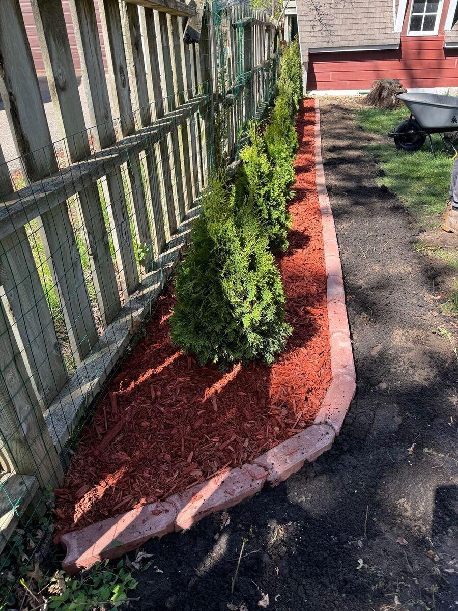 Arborvitae Bed with Red Mulch